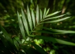long-leaved plant on forest floor Guatemala