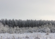 Boreal forest