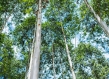 Forest trees in Uganda