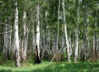 Birch forest