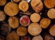 Tropical timber