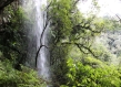 Forest Brazil