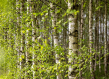 Birch trees in Lithuania