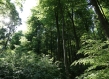 Forest Germany