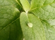 greenwashing