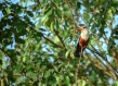 Bird in the forest