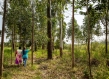 Community members walking through forest in Kenya