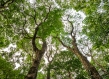 treetops viewed from below green canopy kenya