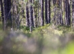 Forest Sweden