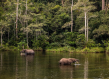 Elephants in Africa