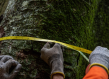 Forest trackers 
