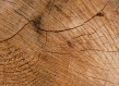 Cut wood log Belgium 