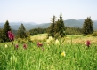 Forest Bulgaria