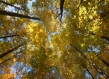 maple tree