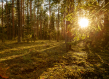 Forest Lithuania