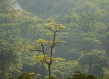 Uganda forest