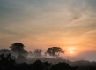 Forest Gabon