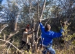 Bush harvesters cut a tree