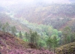 Portugal forest