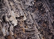 Italy bark beetle