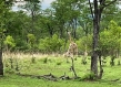 Zambia forest
