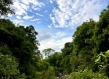 Zambia forest