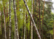 Lithuania forest