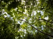 Forest Uganda