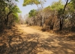 Zimbabwe forest