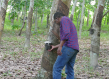 George Akwah, a forest expert, is examining a rubber tree in Grand Bassam, Côte d'Ivoire