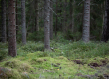 Boreal forest Sweden
