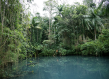 A forest area in Brazil with a natural pond and exuberant vegetation.