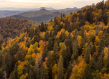 Romania forest