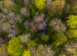 Bird view of a forest
