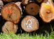 Logs of cut oak