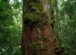 Forest Cameroon