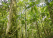 Atlantic forest Argentina