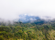 forest Mexico