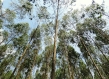 Eucalyptus trees in Uganda