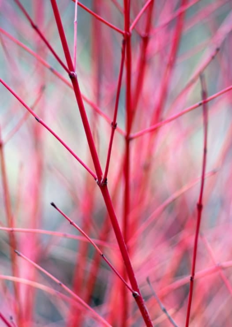 red twig