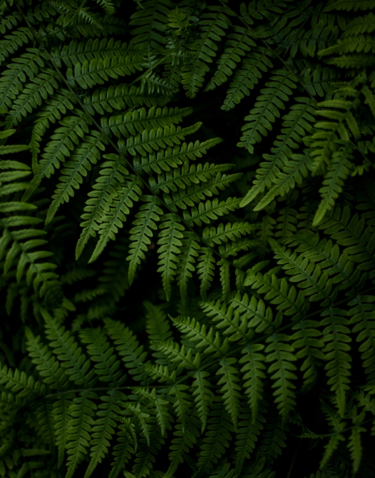 Green ferns 