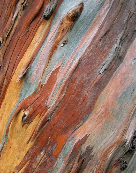 brown, red and green tree bark