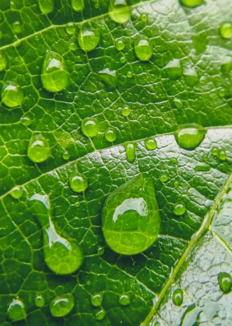 Water droplets on a green leaf