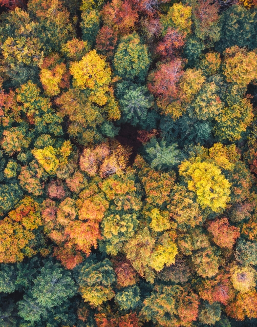 Overhead view multi-colored forest
