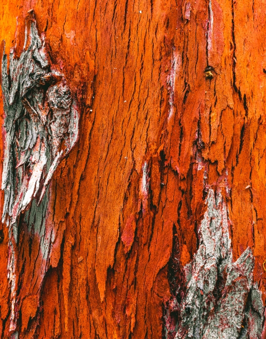 Close shot of redwood tree bark