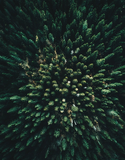 Share your love of forests