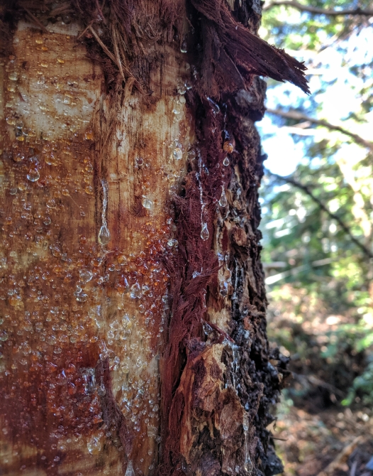 Mendocino County. Sawmill and lumber photos