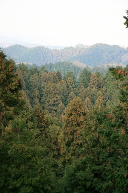 Forest from above 
