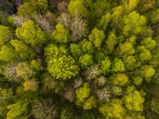 Bukta forest, Lithuania
