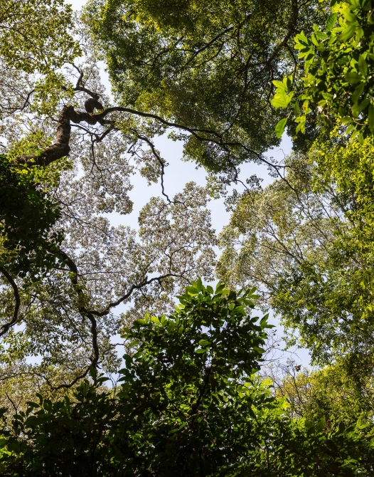 Kenya Forest